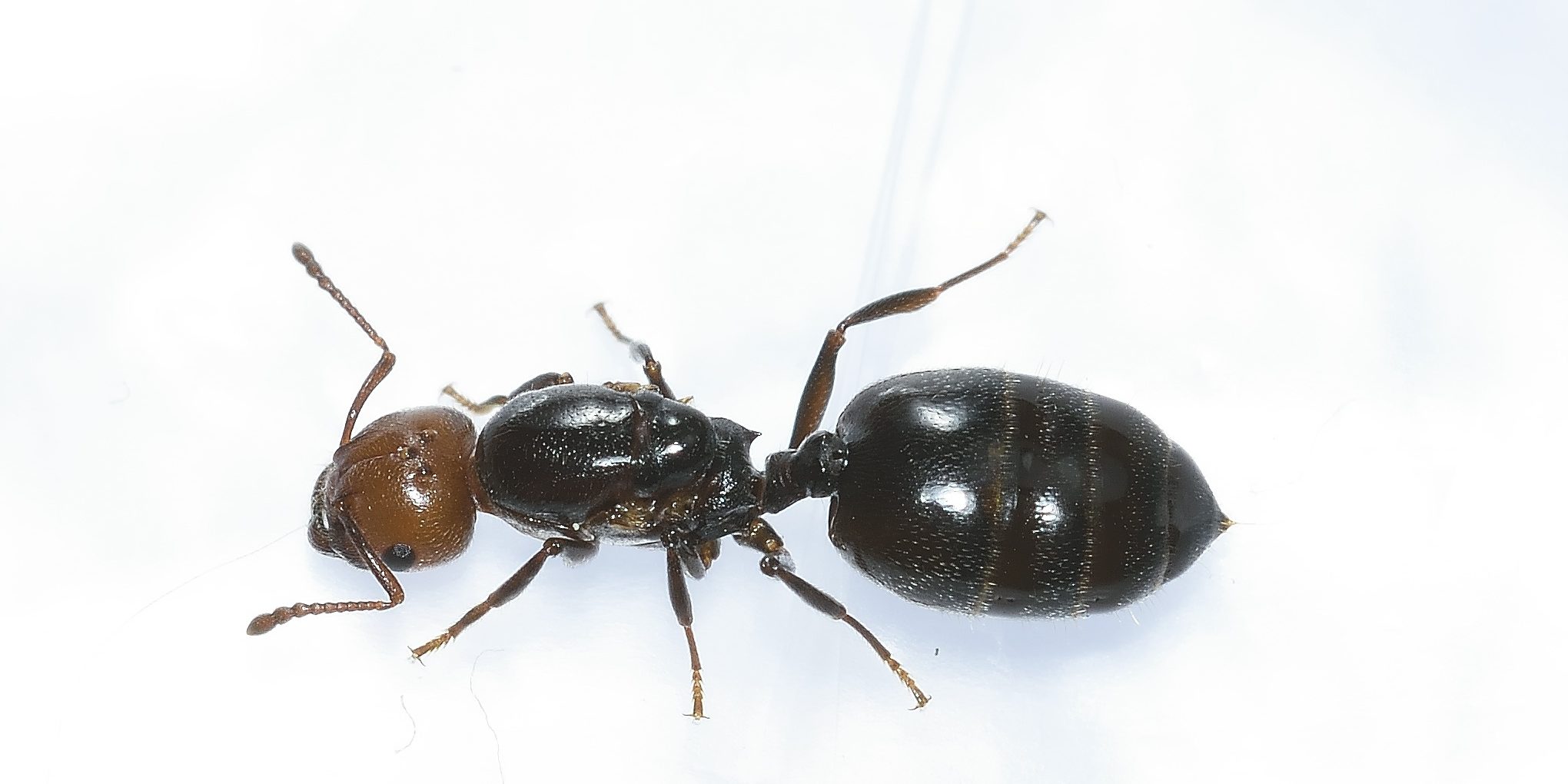 Nuisi-Protect - Fourmi